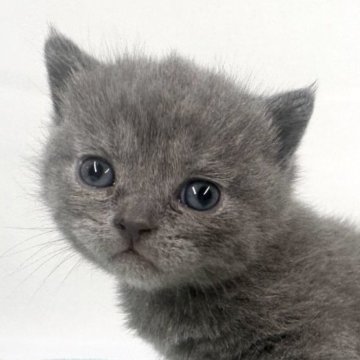 ブリティッシュショートヘア【東京都・男の子・2024年1月17日・ブルー（ダブルコート）】の写真「おっとりまん丸な男の子」