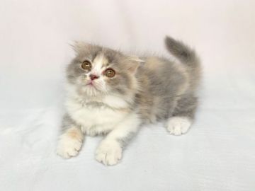 スコティッシュフォールド(折れ耳)【東京都・女の子・2020年11月5日・ダイリュートキャリコ（ロング）】の写真「ダイリュートキャリコと折れ耳で女の子らしい可愛らし」