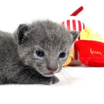 ロシアンブルー【東京都・男の子・2023年5月26日・ブルー】の写真「お顔も性格もかわいいロシアンブルーの男の子」