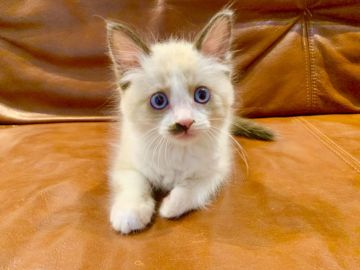 ラグドール【東京都・男の子・2021年1月24日・シールポイントバイカラー】の写真「バイカラーが可愛い男の子❤️」