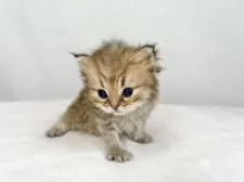 ペルシャ(チンチラ)【東京都・男の子・2022年3月2日・チンチラゴールデン】の写真3