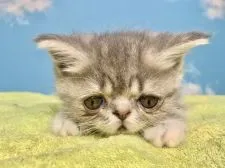 フォールデックス【東京都・女の子・2020年11月5日・ダイリュートキャリコ】の写真4