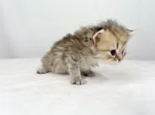 ペルシャ(チンチラ)【東京都・男の子・2022年3月2日・チンチラゴールデン】の写真4