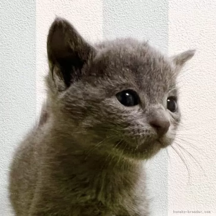 ID：2509-00457の子猫