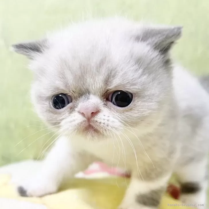 ID：2505-01505の子猫