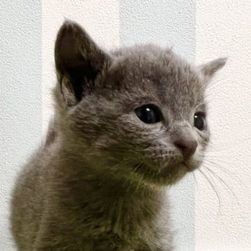 ロシアンブルー【東京都・男の子・2025年8月9日・ブルー】の写真「甘えん坊おっとり🍔」