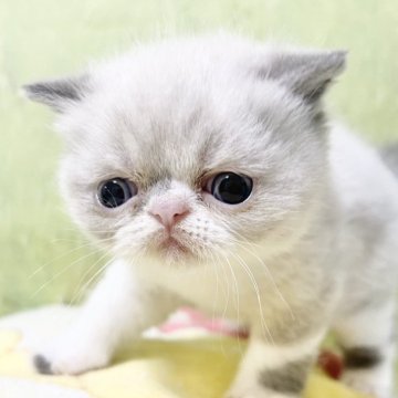 エキゾチックショートヘア【東京都・男の子・2025年4月30日・ブルーポイント&ホワイト（ショートヘア）】の写真「お顔も性格もかわいい男の子♡」