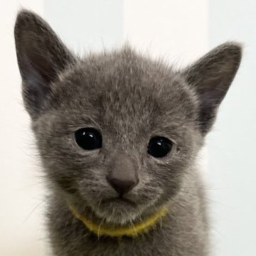 ロシアンブルー【東京都・男の子・2025年2月7日・ブルー】の写真「甘えん坊な次男くん🍔」