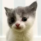 ブリティッシュショートヘア