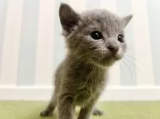 ロシアンブルー【東京都・男の子・2025年8月9日・ブルー】の写真7