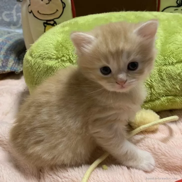 ID:2407-02999の子猫