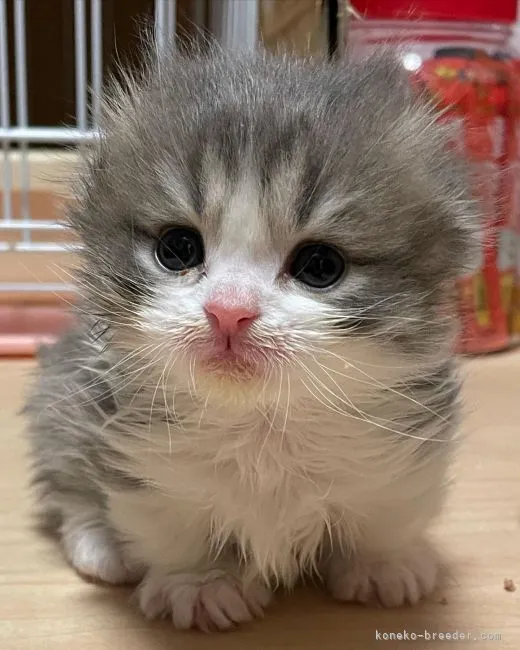 ID：2202-01151の子猫