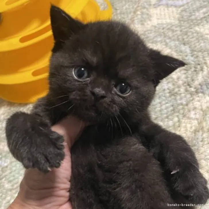 ID：2307-02022の子猫