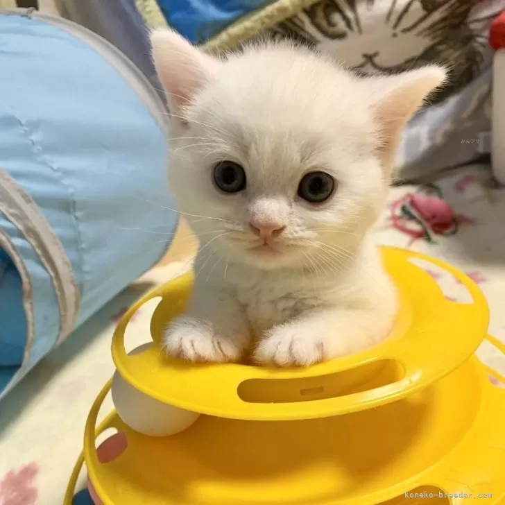 ID:2402-01613の子猫
