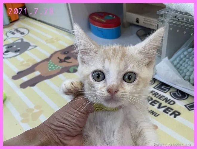 ID：2107-00873の子猫