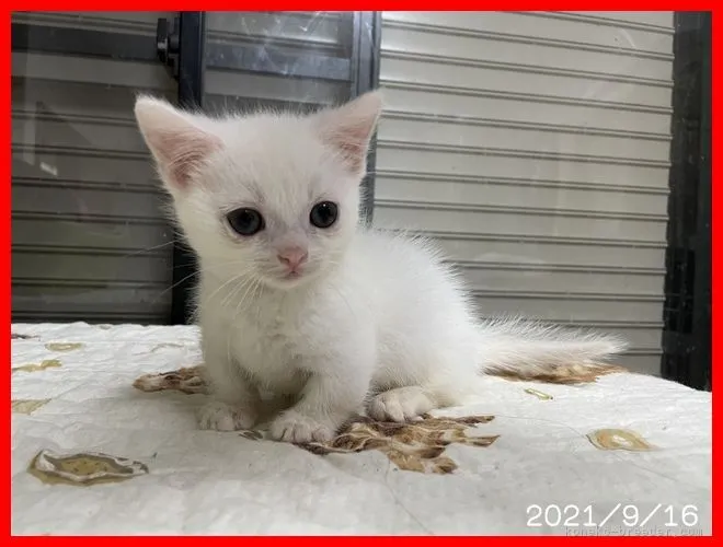 ID：2109-01521の子猫