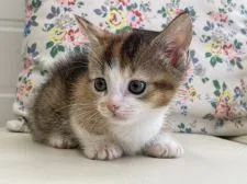 マンチカン(短足)【千葉県・女の子・2021年6月1日・キャリコ】の写真5