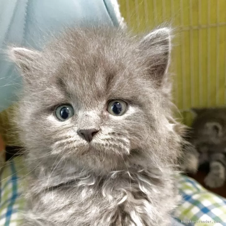 ID：2505-00978の子猫
