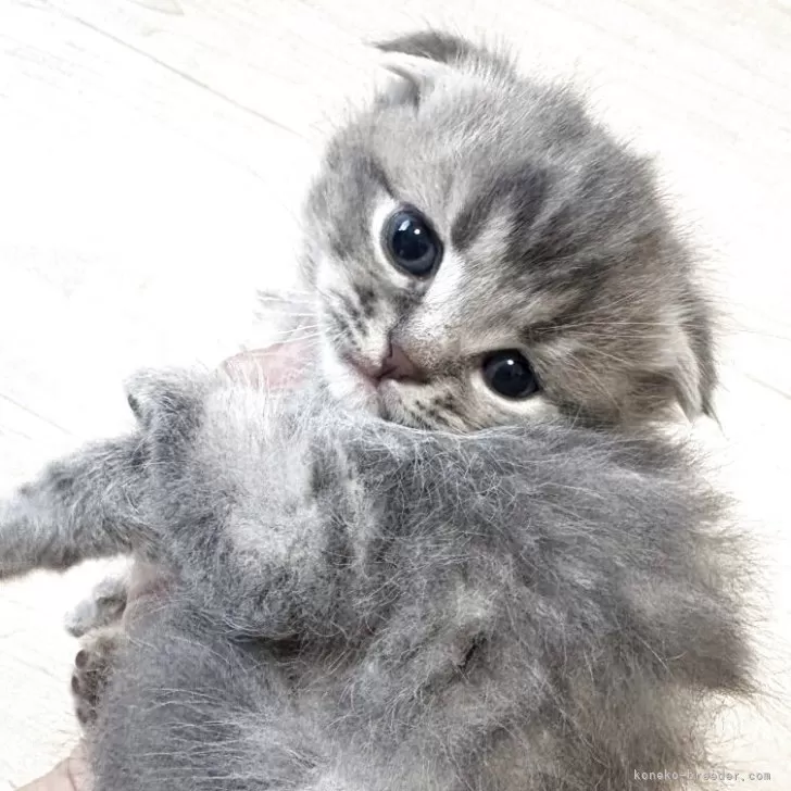 ID：2505-00975の子猫