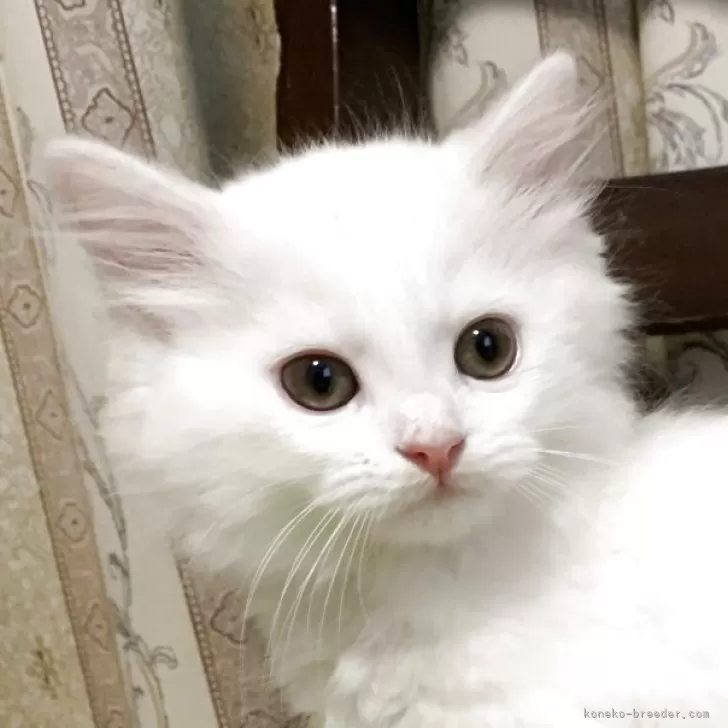 A.H 様のお迎えした子猫