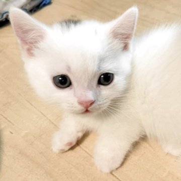 ミヌエット(短足)【千葉県・男の子・2025年7月18日・ホワイト（短毛）】の写真「短足・ホワイトの男の子」