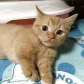 ミヌエット(短足)