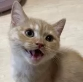 ミヌエット(長足)