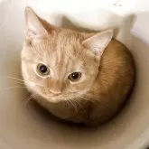 ミヌエット(短足)