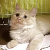 ミヌエット(長足)