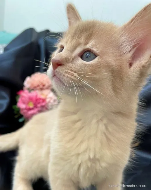 ID：2205-00580の子猫