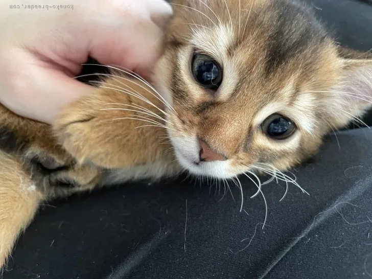 ID:2205-00586の子猫