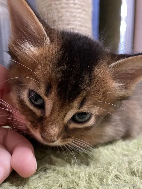 ID：2111-01730の子猫