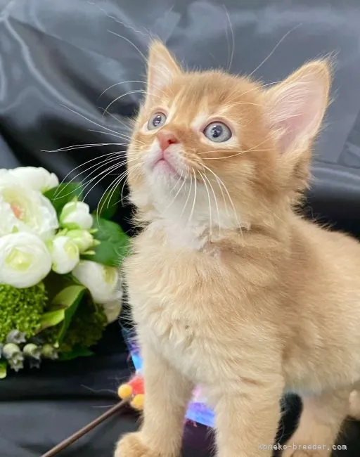 ID：2204-02579の子猫