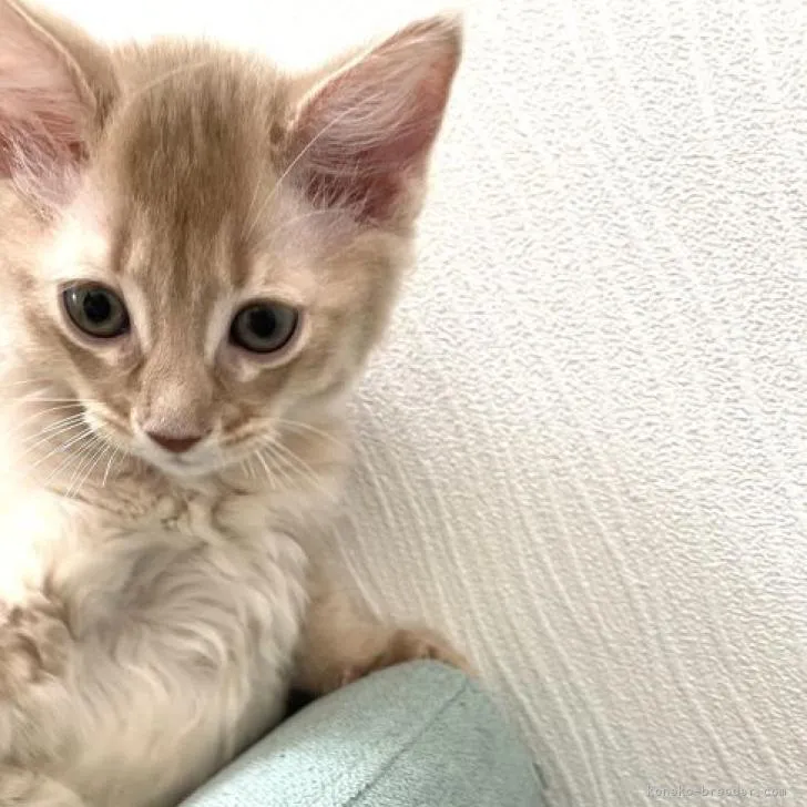 ID:2210-01026の子猫