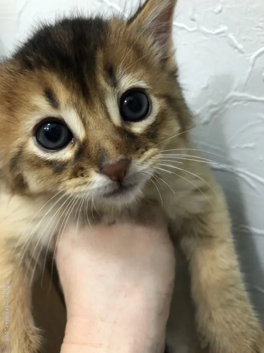 ID:2101-01722の子猫