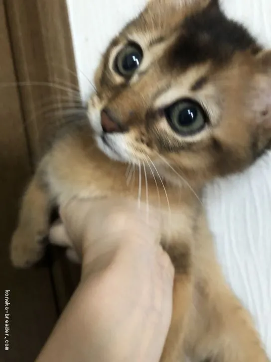 ID：2101-01584の子猫