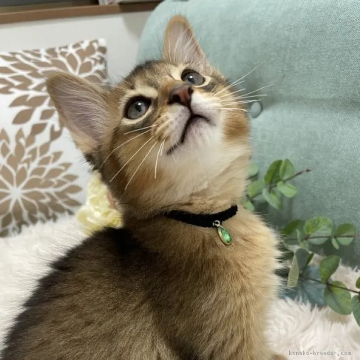 ID：2305-01844の子猫