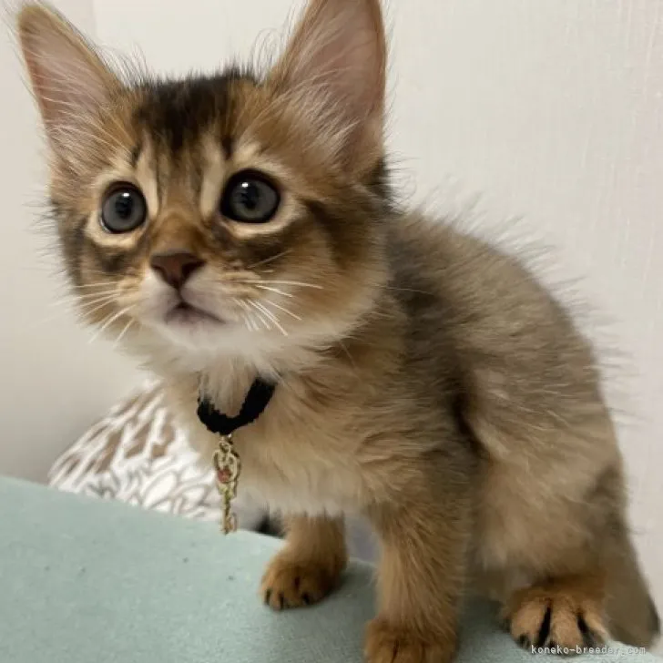 ID:2309-02729の子猫