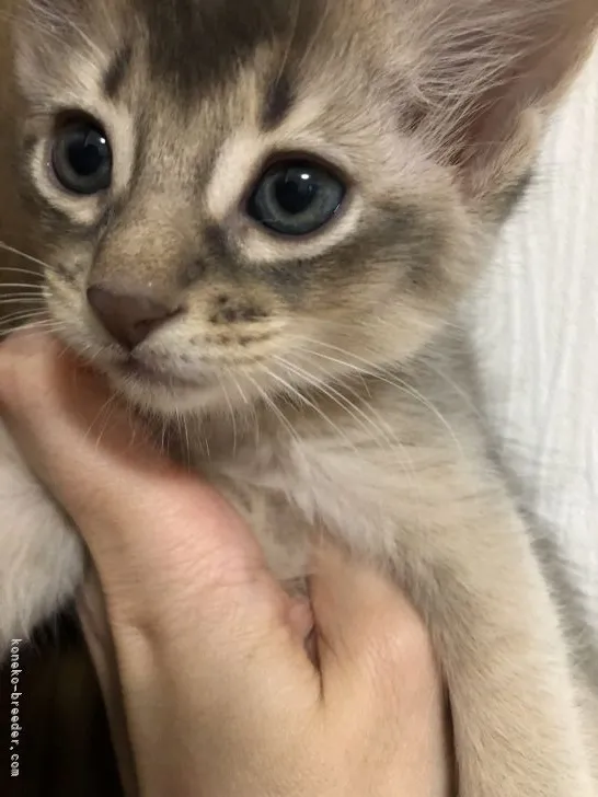 ID:2107-02424の子猫