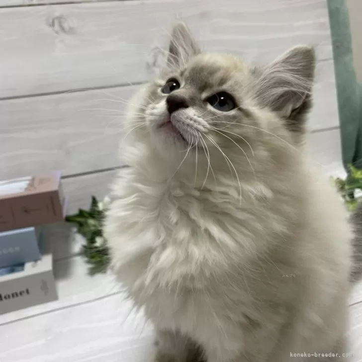 ID:2401-00413の子猫
