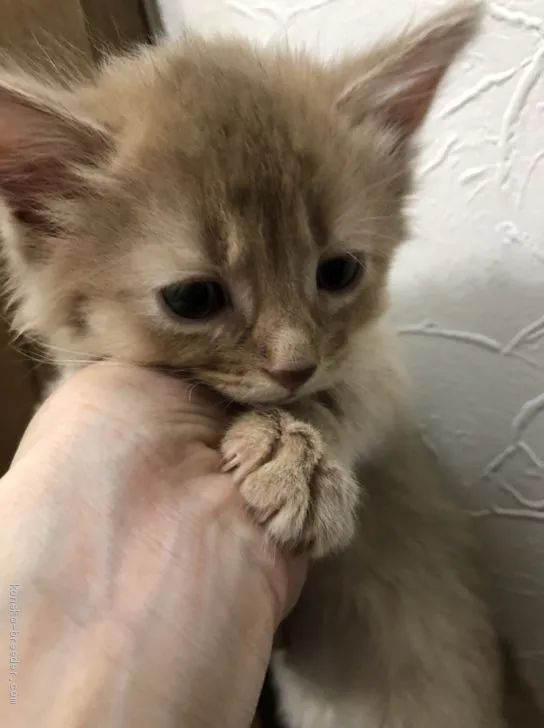 ID:2101-01721の子猫