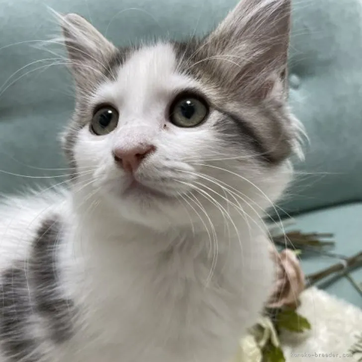 ID:2310-01027の子猫