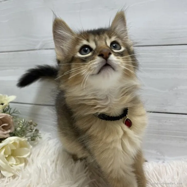 ID：2309-02724の子猫