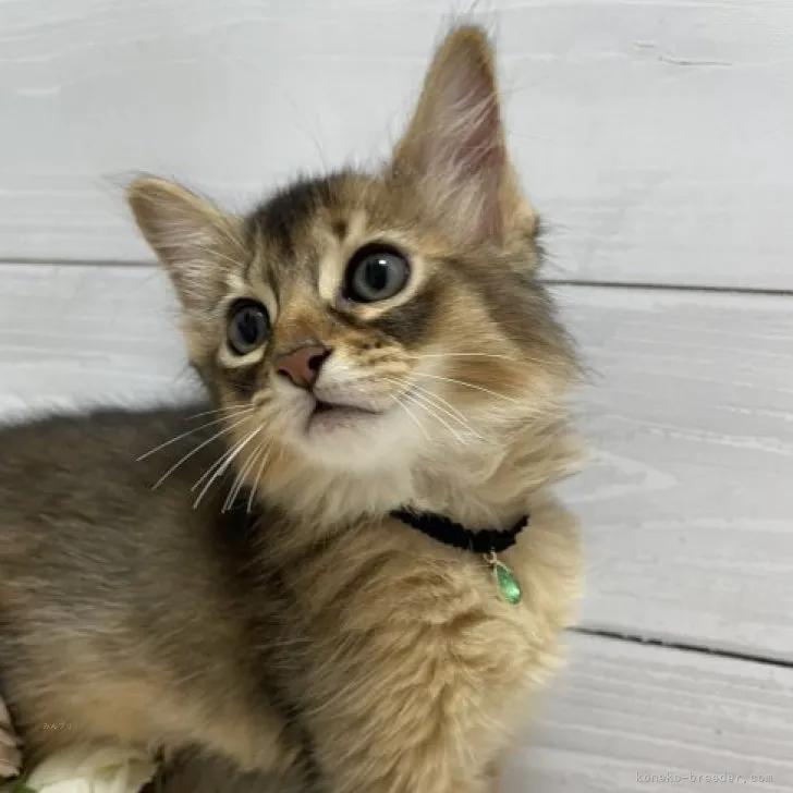 ID:2309-02720の子猫