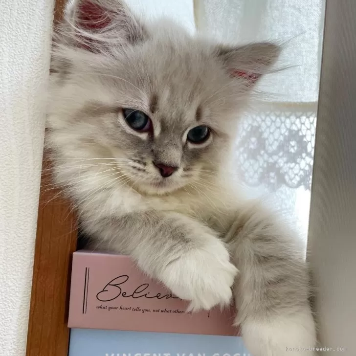 ID:2312-02518の子猫