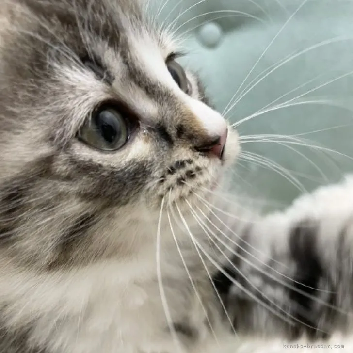 ID：2310-01756の子猫