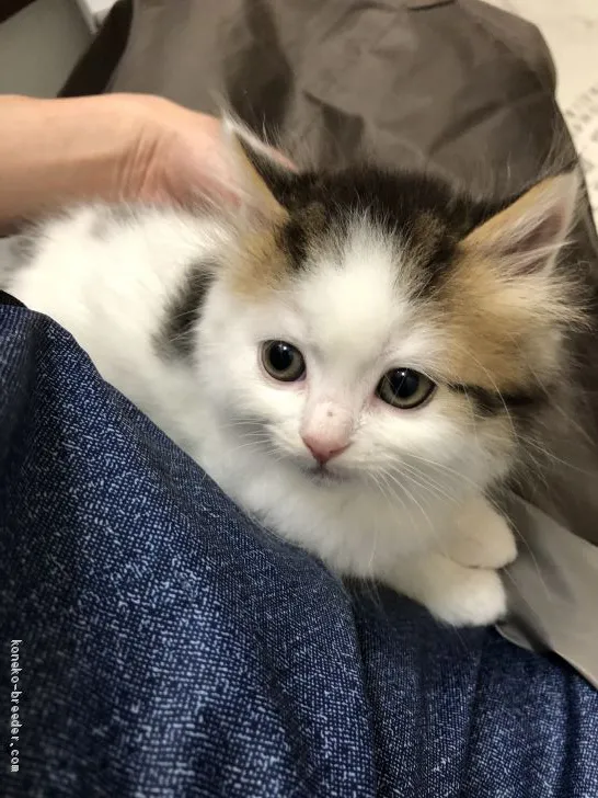 ID：2102-01164の子猫