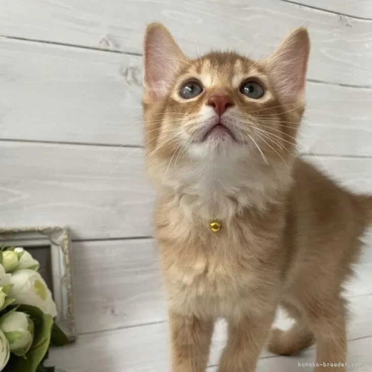 ID：2208-03145の子猫