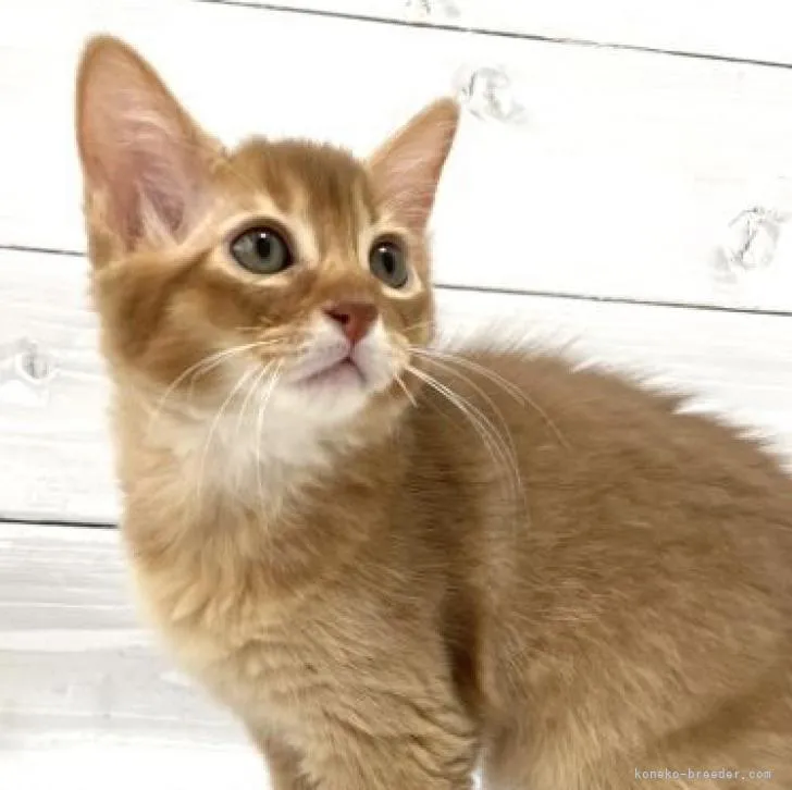 ID:2210-01089の子猫
