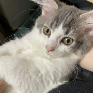 ラガマフィン【京都府・男の子・2023年8月12日・ブルー&ホワイト】の写真「キャロル(仮)超甘えんぼ🤣見学来ないとわからない」